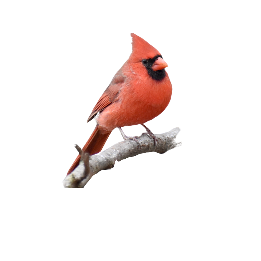 MILLER - Cardinal (3)